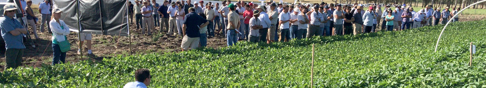 transferencia a productores soja