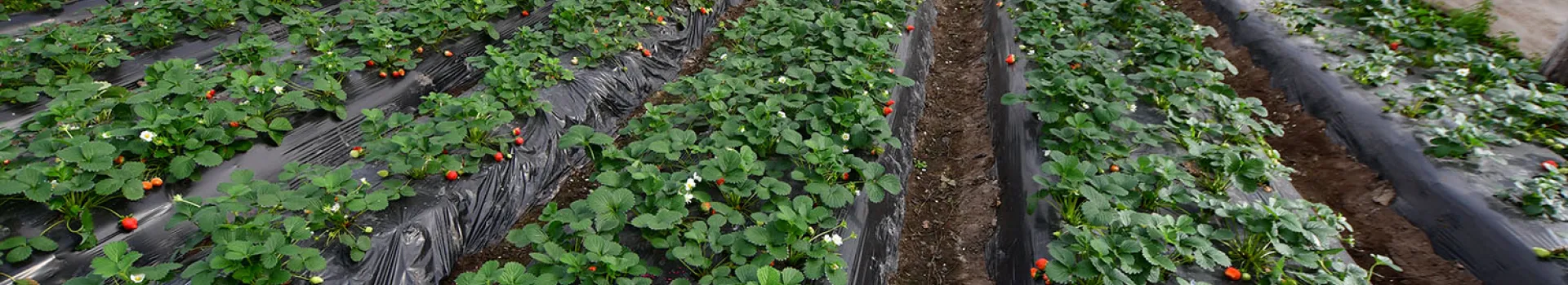 Frutilla invernáculos