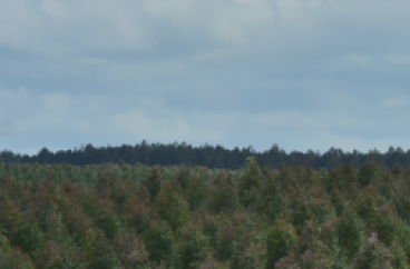 campo forestal