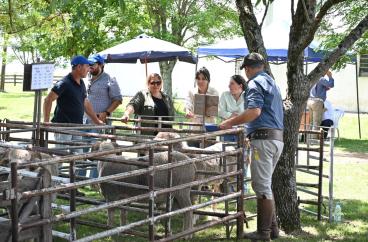 CRILU 2024 ENTREGA CARNEROS