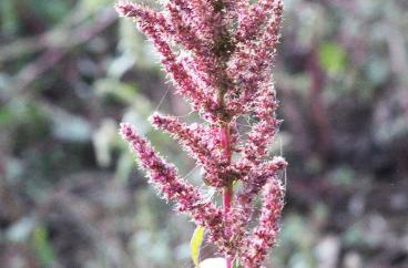 amaranthus yuyo