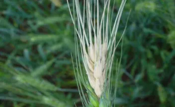 Piricularia en trigo