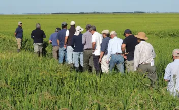 Gira de cultivo de arroz