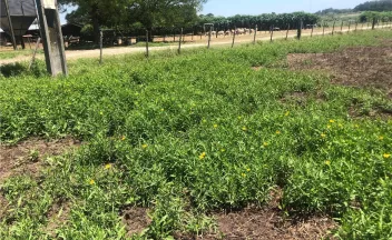 Rincón de un potrero invadido por P. glauca formando