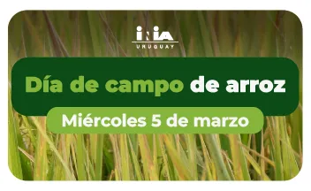 dia de campo de arroz miercoles 5 de marzo de 2025