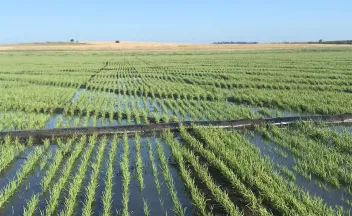 Vegetal Extensivo - Arroz