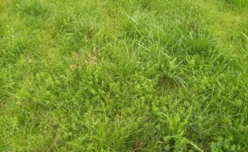 campo lotus