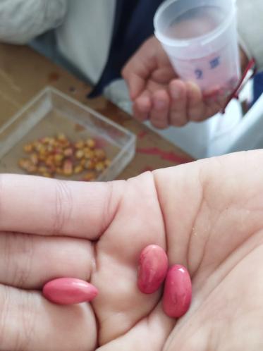 Semillas prueba de tetrazolio